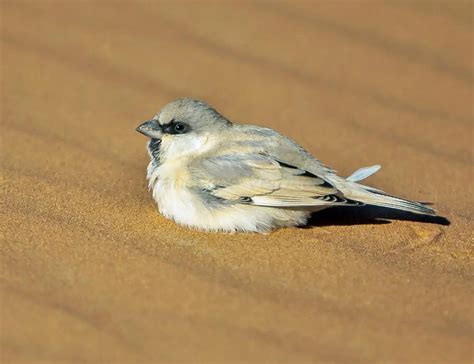 Beyond the Dunes: The Diversity of 11 Birds in the Sahara Desert - The ...