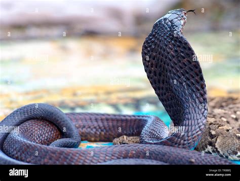 King black Cobra with Tongue Stock Photo - Alamy