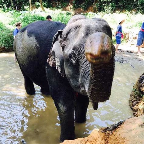 E1. Elephant Care Premium Day Trip Phuket - Phang Nga | Phuket Dream ...