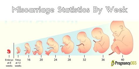 Miscarriage Statistics By Week