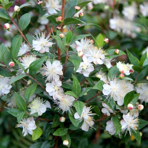 Buy common myrtle Myrtus communis: Delivery by Waitrose Garden