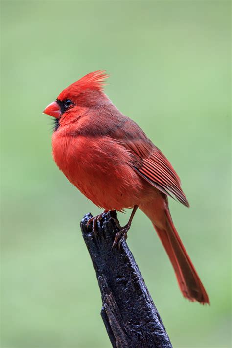 Northern Cardinal - Male - T. Kahler Photography