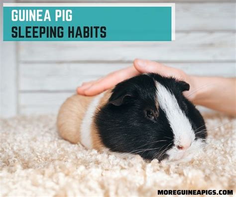 Everything To Know About Guinea Pig Sleeping Habits - More Guinea Pigs