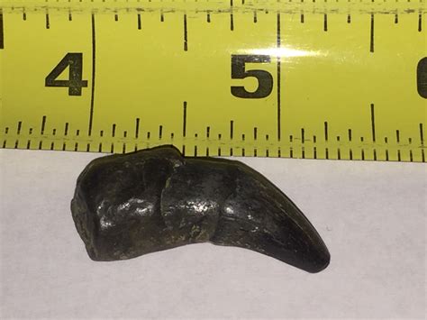 Fossil Tooth from Peace River Florida - Need help identifying - Fossil ...