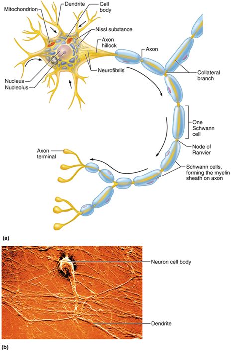 Structure of a typical motor neuron Diagram | Quizlet