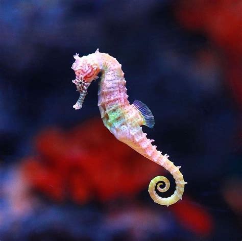 Pin by cansu on Animal Kingdom | Beautiful sea creatures, Seahorse, Sea ...