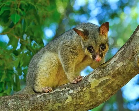 Common Brushtail Possum - Facts, Diet, Habitat & Pictures on Animalia.bio