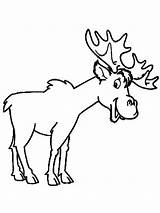 Moose coloring pages sketch template