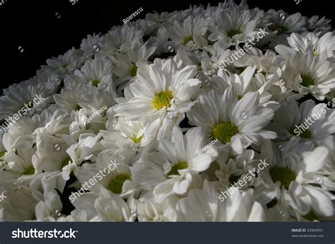 White Daisy Bouquet Stock Photo 33964951 : Shutterstock