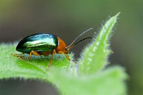 12 Unbelievable Beetle Species