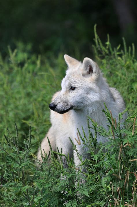 Wolf Pup | Robert Fry | Flickr