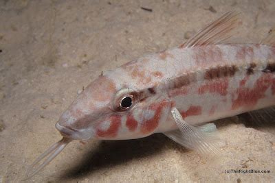 The Right Blue: Goatfish: Tropical bottom-dwellers