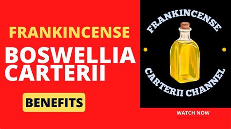 Frankincense Boswellia Carterii Essential Oil Benefits - YouTube