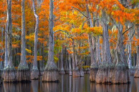 Cypress Tree Photography and Cypress Swamp Landscape Photos | Photos by Joseph C. Filer