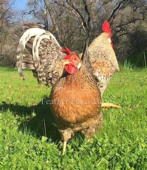 Crested Cream Legbar Chicks For Sale | Feather Lover Farms