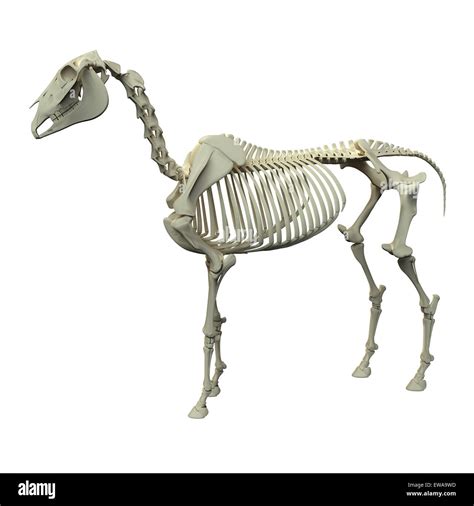 Horse Skeleton - Horse Equus Anatomy - side view isolated on white Stock Photo - Alamy