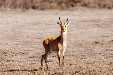 antelope Bohor reedbuck, Bale mountain, Ethiopia Photograph by Artush ...