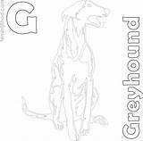Greyhound Coloring Pages PDF  Coloringfoldercom sketch template
