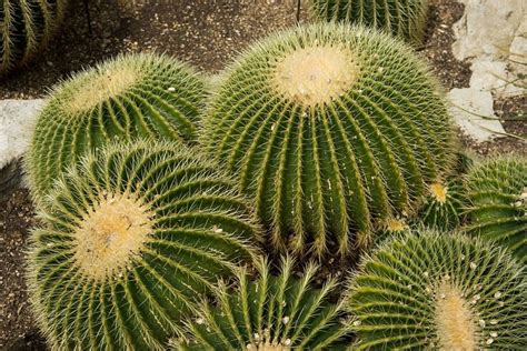 Survival Strategies: How Cacti Adapt to the Desert | Succulent Alley