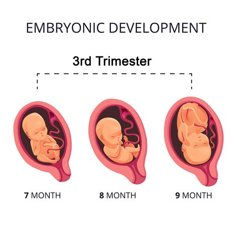 Stages of Pregnancy – Third Trimester - Cherokee Women's Health