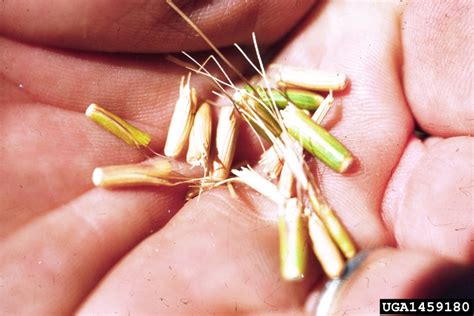 jointed goatgrass (Aegilops cylindrica)