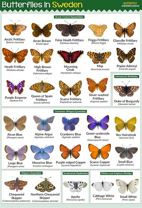 Types of Butterflies in Sweden (List With Pictures)