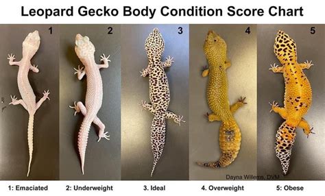 Pin by Gwen Sillen on Leopard gecko | Leopard gecko, Leopard gecko cute, Leopard gecko habitat