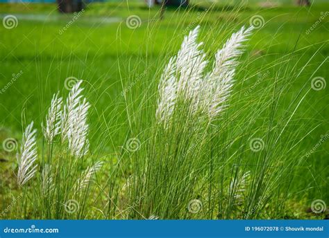 Beautiful White Kash or Kans Grass in India West Bengal beside Agricultural Farm Land Field in ...