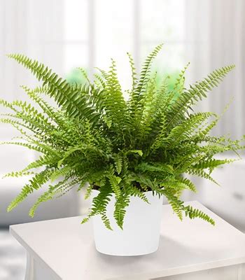 Sword Fern (Nephrolepis exaltata) Indoor Plant