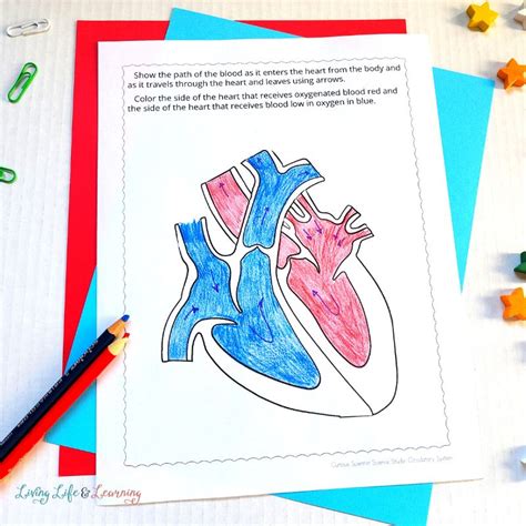 Circulatory System Coloring Pages