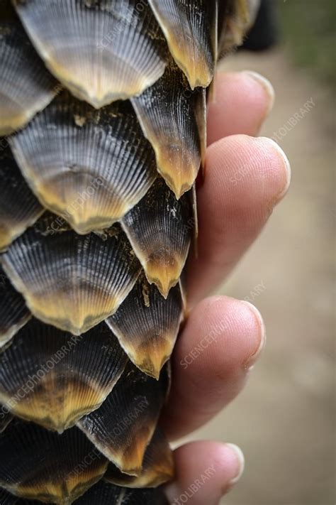 Pangolin scales - Stock Image - C052/8764 - Science Photo Library