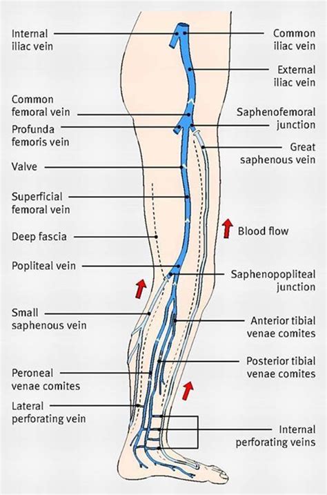 major veins in the leg | Interventional radiology, Diagnostic medical sonography, Vascular ...