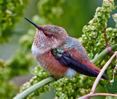 Photo of Allen's hummingbird by Jay Spring in California | Hummingbird ...