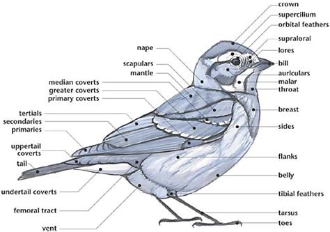 Sluggin' Along: The Vault: Passerine Birds - Blue Jay