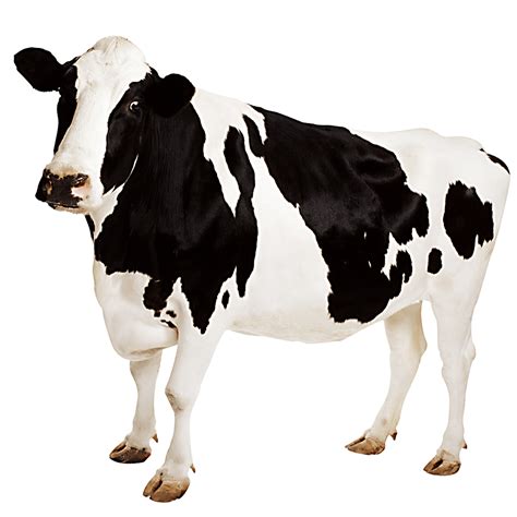 Cow png Photo