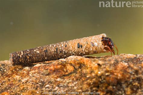 Stock photo of Case-building caddisfly larva (Trichoptera), Europe, May ...