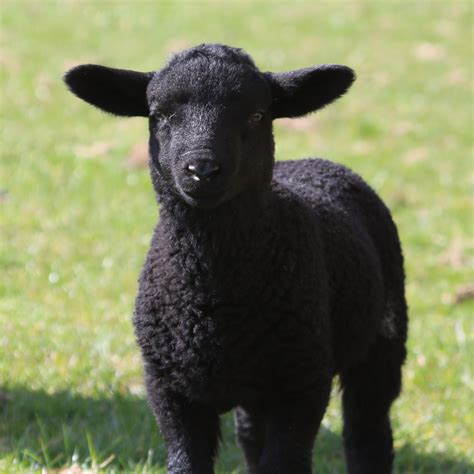 black sheep free image | Peakpx