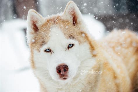 Siberian Husky in The Snow | Husky, Siberian husky, Husky furry