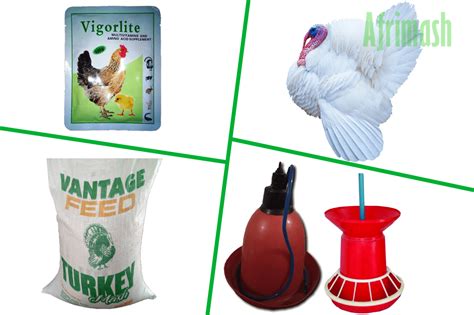 Turkey Production: Basic Management Practices | Afrimash.com - Nigeria