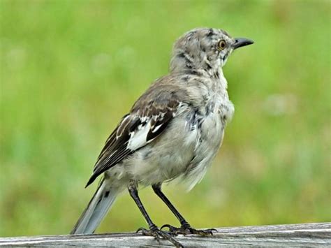 Florida Mockingbird Stock Photos, Pictures & Royalty-Free Images - iStock