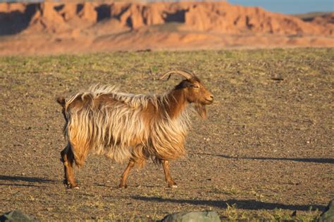 Brown Long Hair Goat | Copyright-free photo (by M. Vorel) | LibreShot