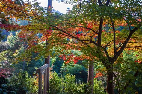 Fall Colors in Kyoto: Best Autumn Foliage Spots to Visit in Japan