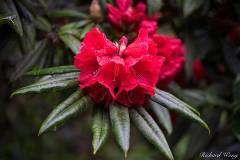 Red Rhododendron Stanley Park Photo | Richard Wong Photography