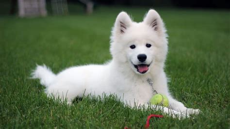 The Samoyed Puppy: Everything You Need to Know about the Ultimate Snow Dog | The Dog People by ...