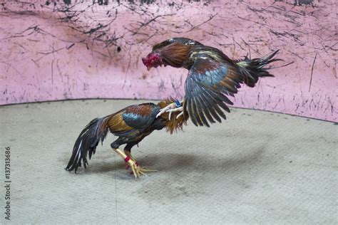 A gamecock is a type of rooster with physical and behavioral traits ...