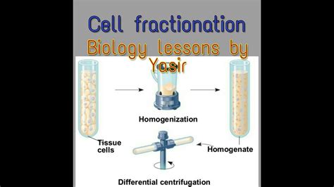 Cell Fractionation - YouTube