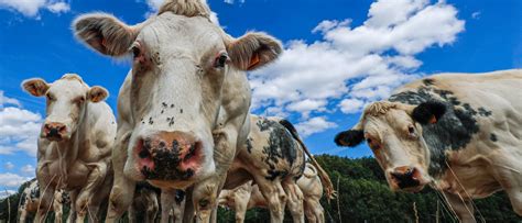 ‘Green New Deal’ Looks To Tackle The Scourge Of ‘Farting Cows’ | The Daily Caller