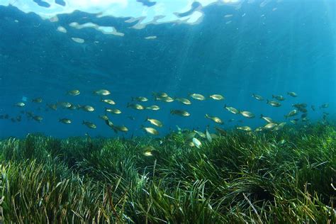 The Posidonia Oceánica - Santjosep.net