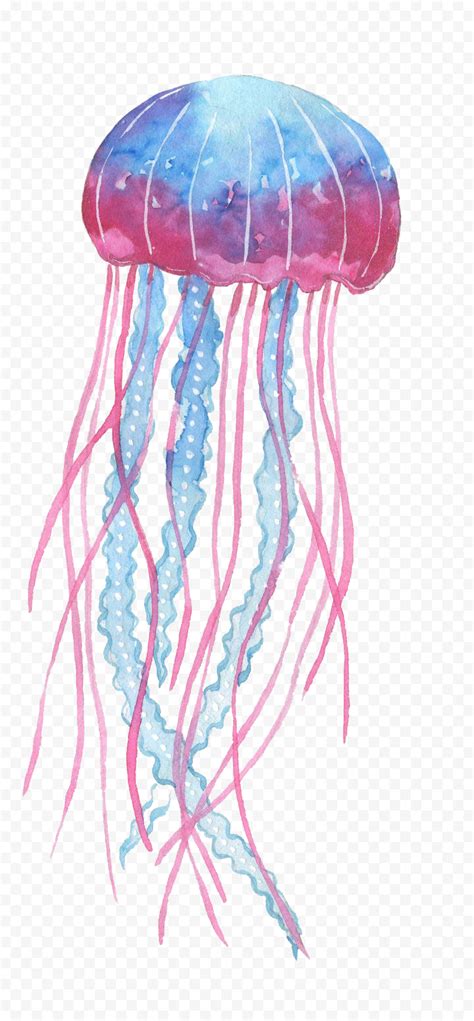 Box Jellyfish PNG Transparent Image PNG, SVG Clip art for Web - Download Clip Art, PNG Icon Arts