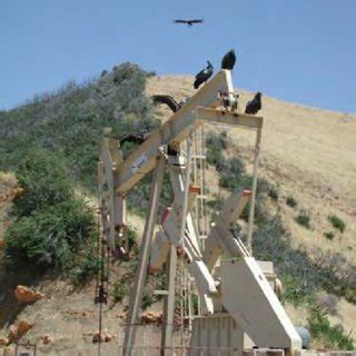 California Condor Recovery Program timeline. | Download Scientific Diagram